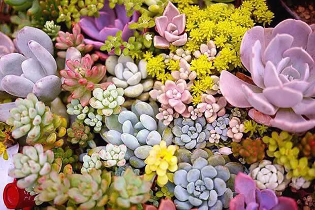 华亭镇团委联合上海沪工阀门厂开展微景观绿植DIY活动(图2)