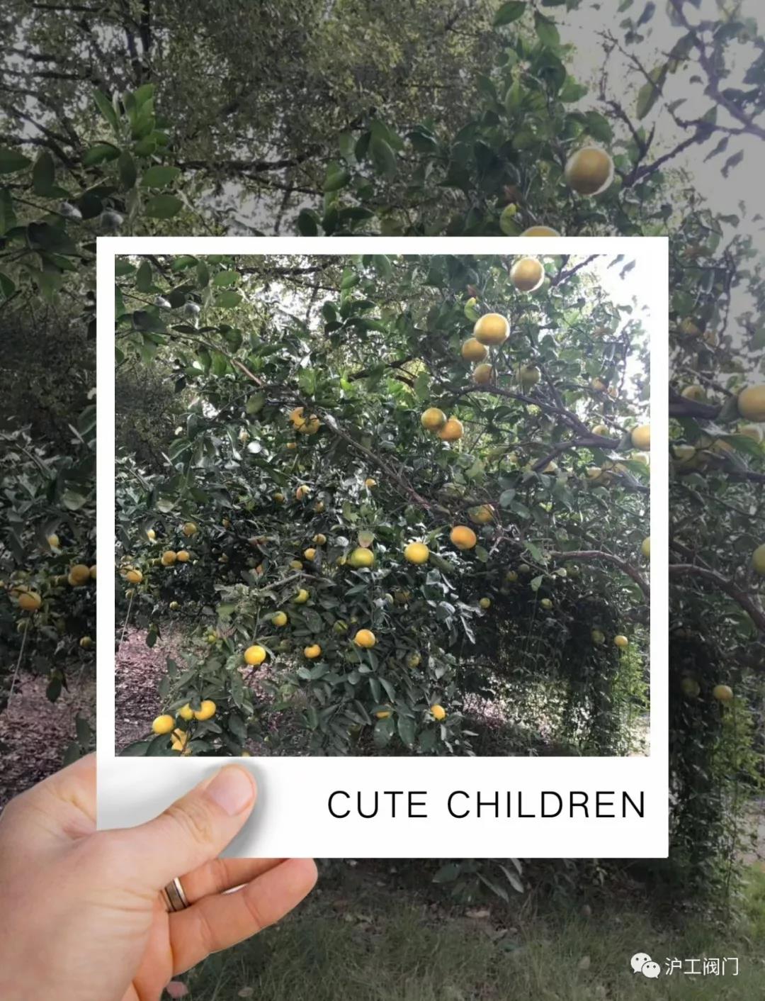 收获橘子（图1）