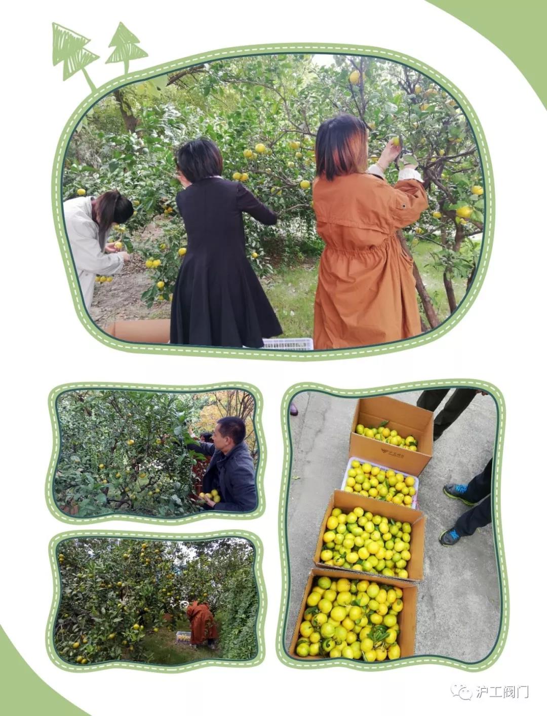 收获橘子（图2）