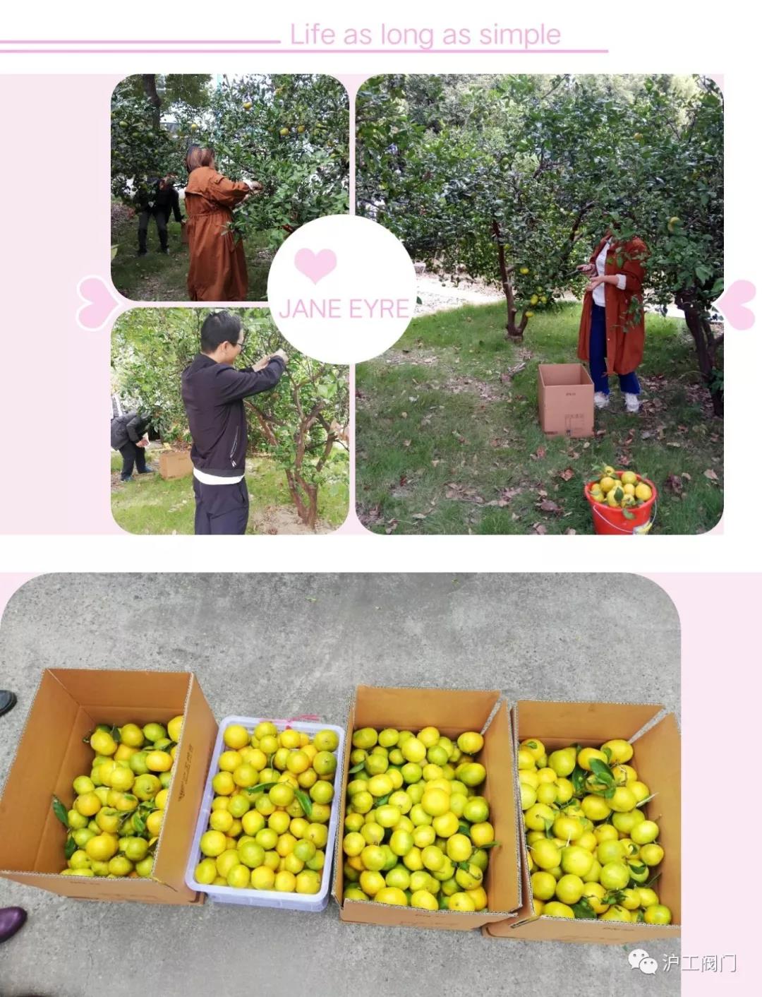 收获橘子（图3）