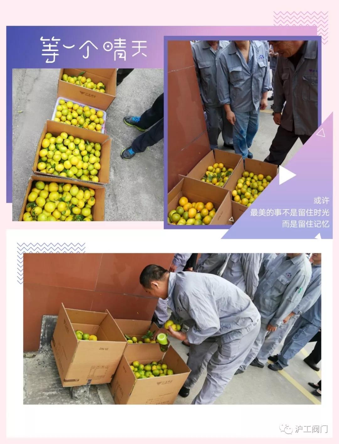 收获橘子（图5）